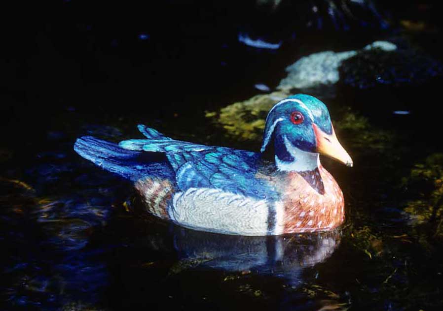 Wood Duck